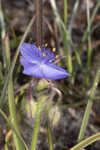 Hairyflower spiderwort